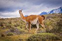 109 Torres Del Paine, guanaco